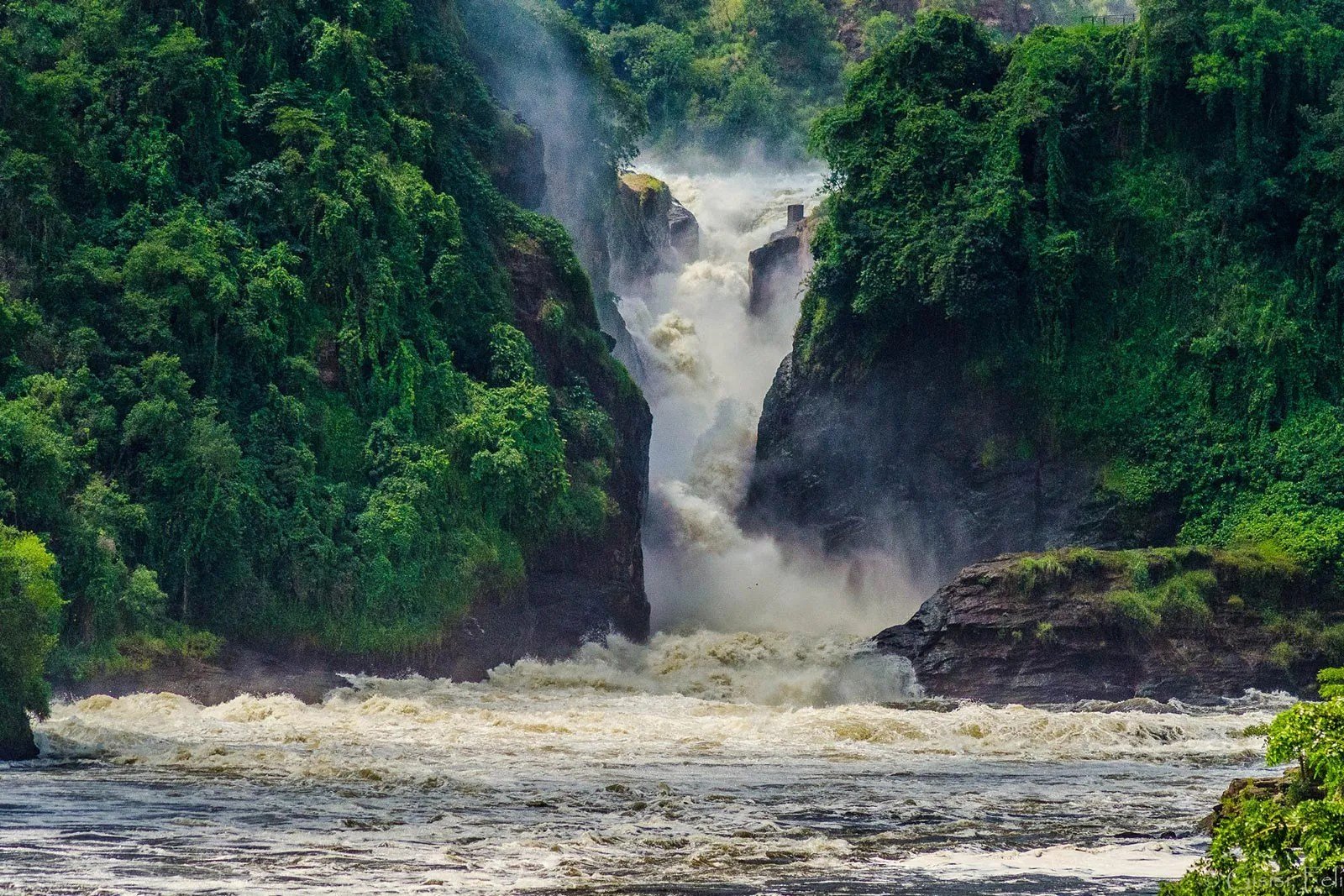 8 Days Murchison Falls, Chimp & Gorilla Trekking Safari