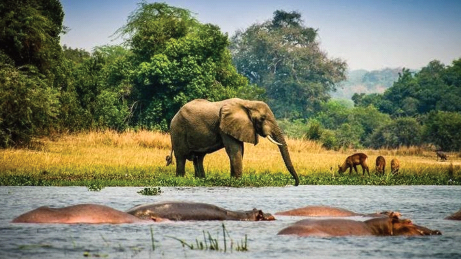 Full Day — Morning Game Drive & Nile Boat Cruise
