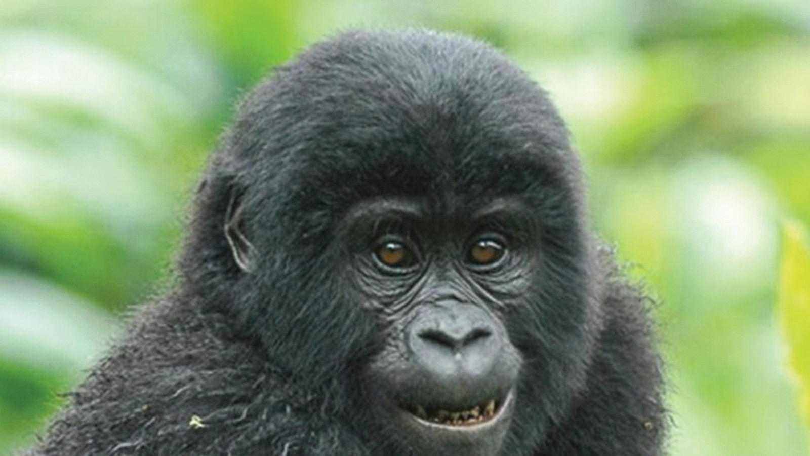 Chimp Tracking at Kalinzu Forest Reserve & Transfer to Bwindi