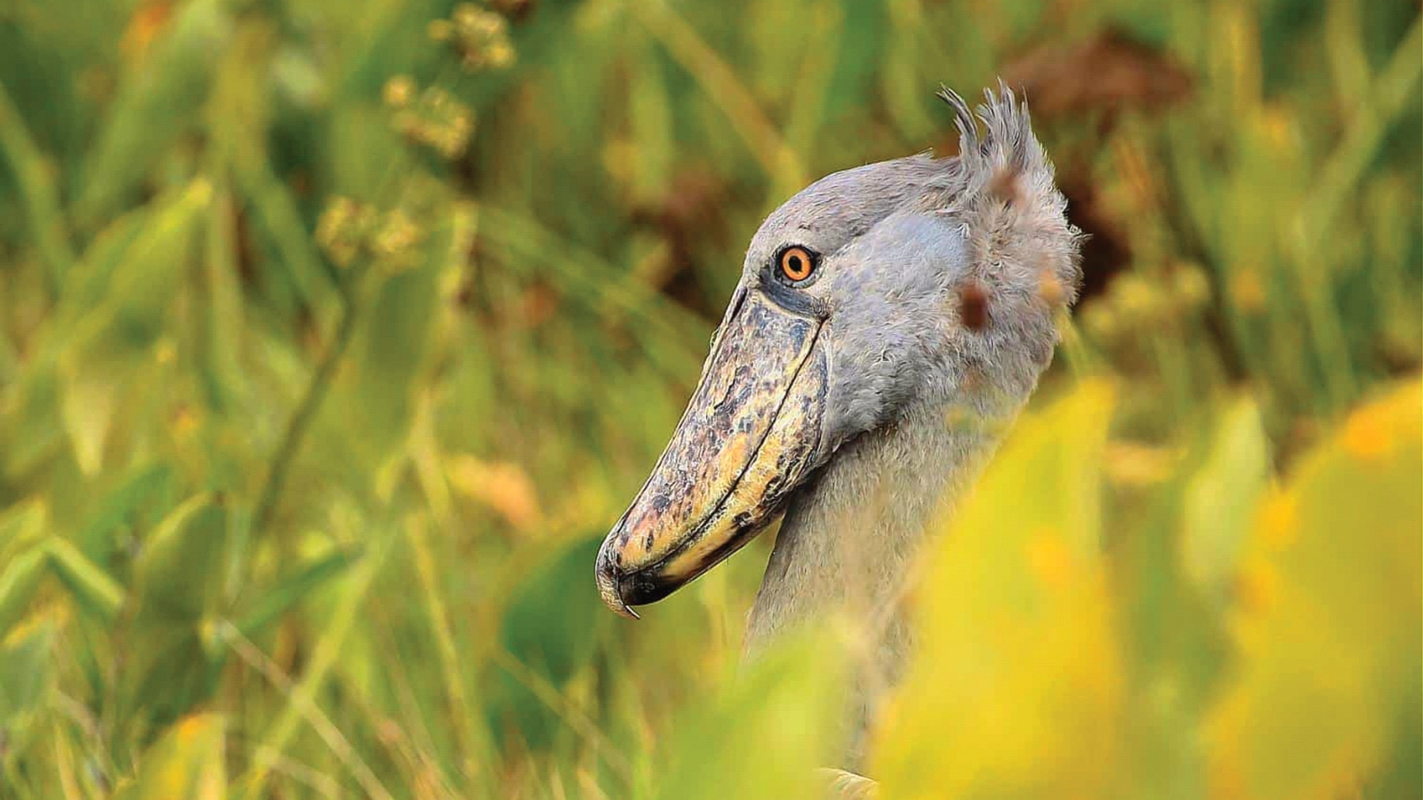 Mabamba Swamp Shoebill Search & Mpanga Forest Birding