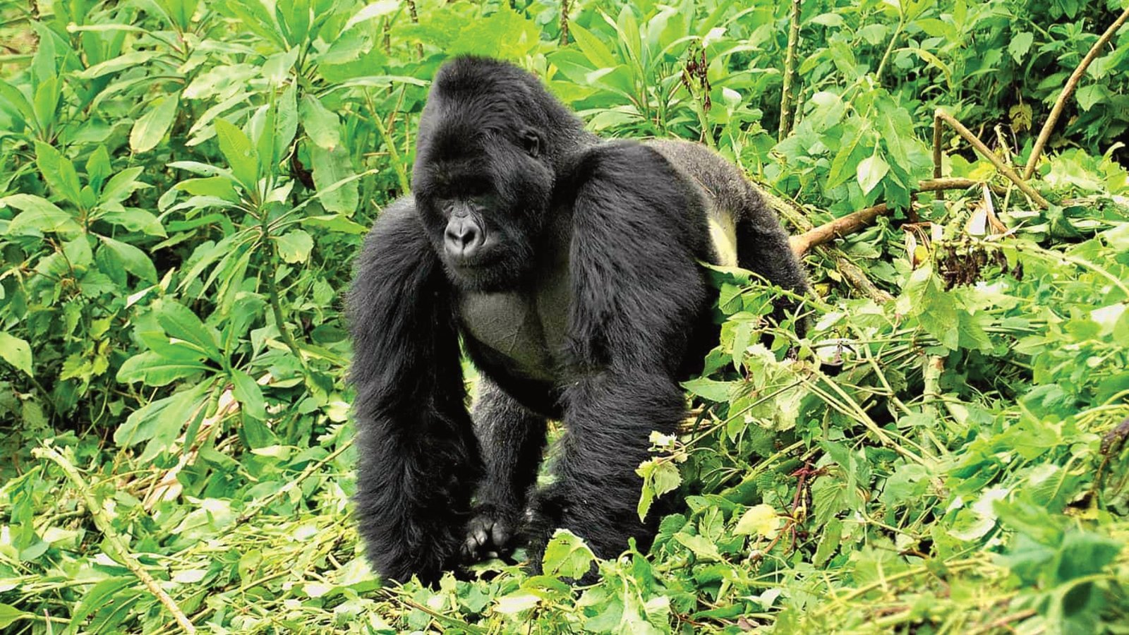 Mountain Gorilla Trekking → Lake Bunyonyi