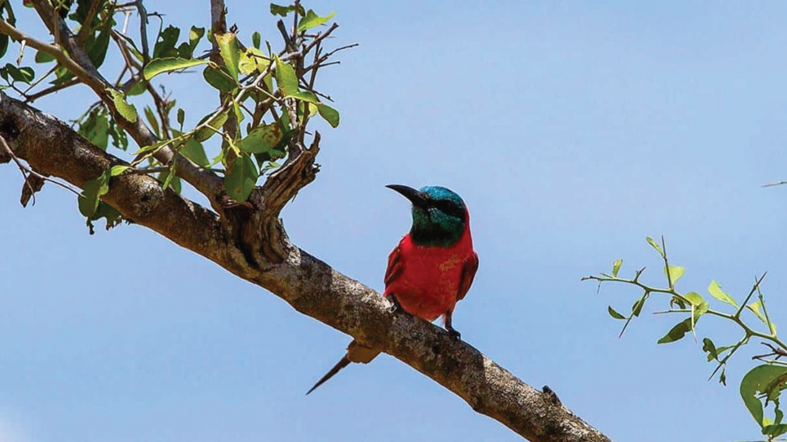10 Days Uganda Birding, Rhinos and Primates Safari