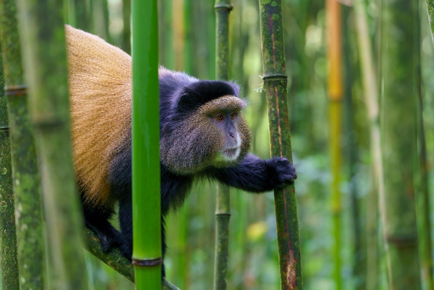 Golden Monkey Tracking at Mgahinga & Canoe Ride on Lake Bunyonyi