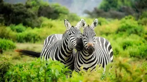 20 Days Adventure Safari in Uganda