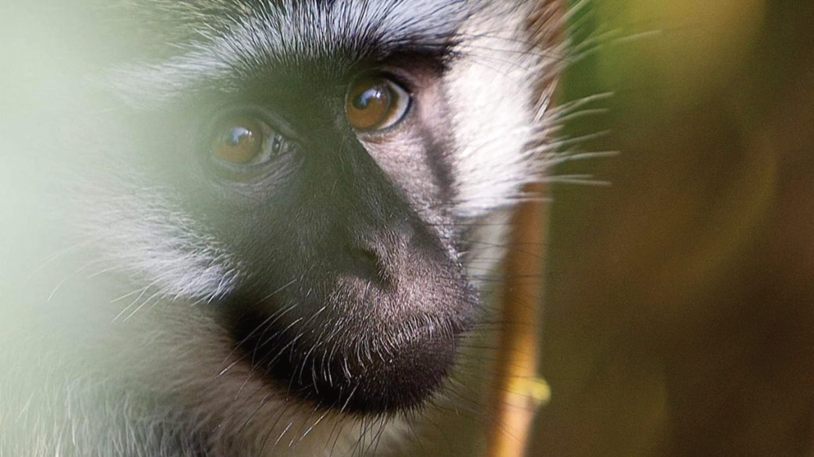 7 Day Chimps, Gorilla Trekking and Wildlife Experience
