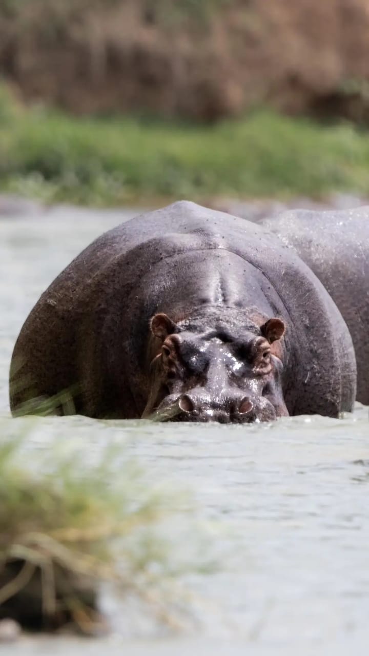 Murchison Falls National Park — Game Drives & Victoria Nile Boat Safari
