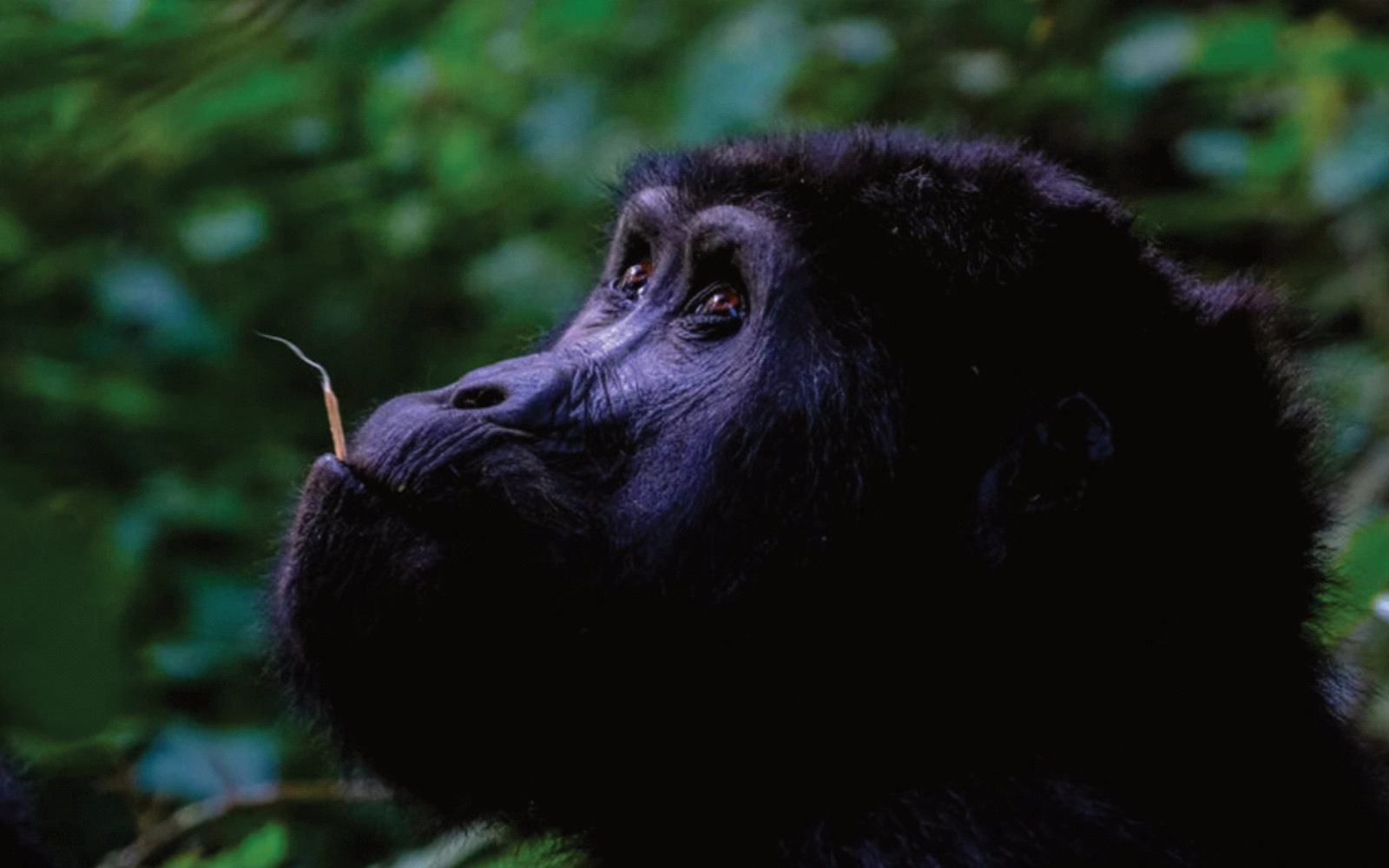 5 Days Gorilla Tracking Safari