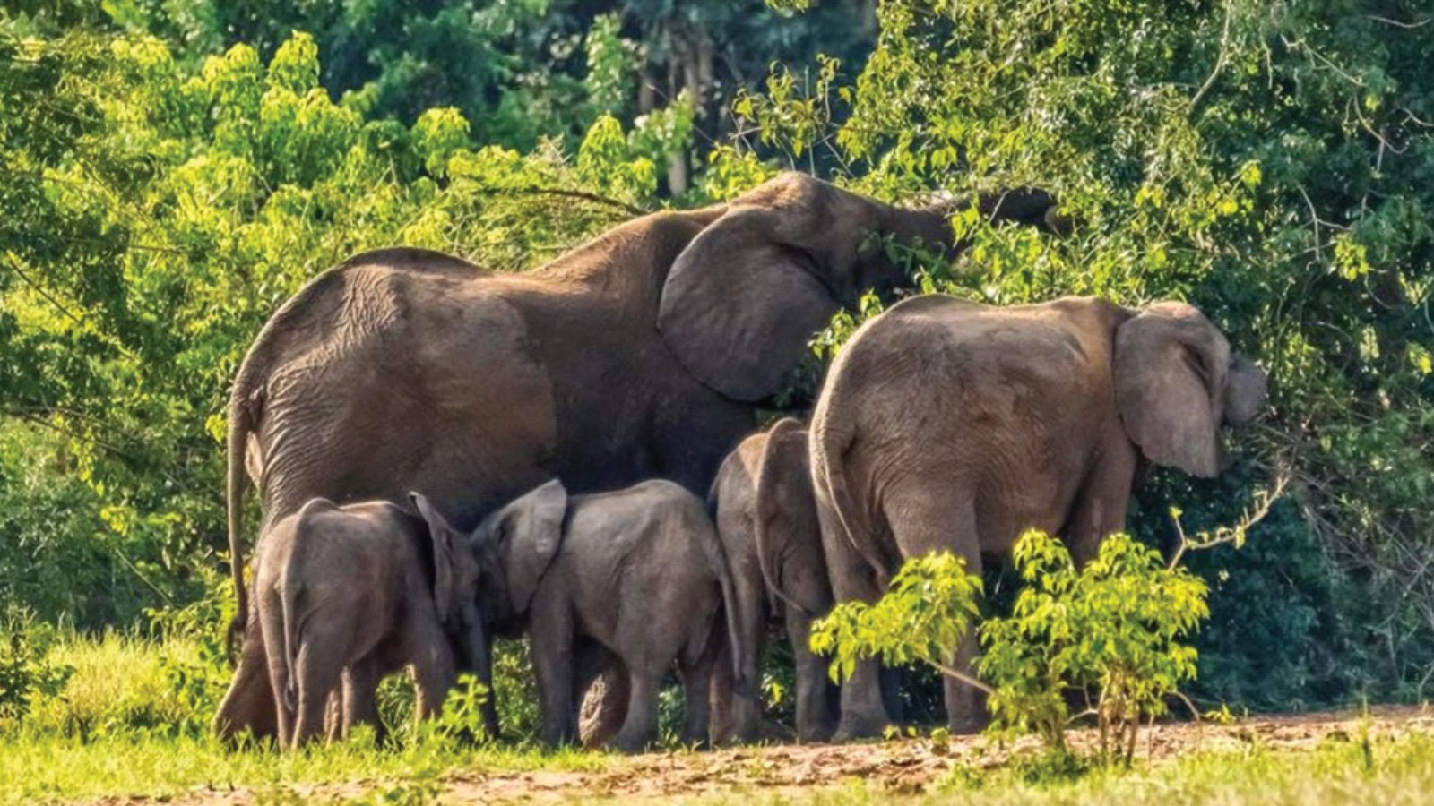 3 Day Queen Elizabeth Wildlife Tour