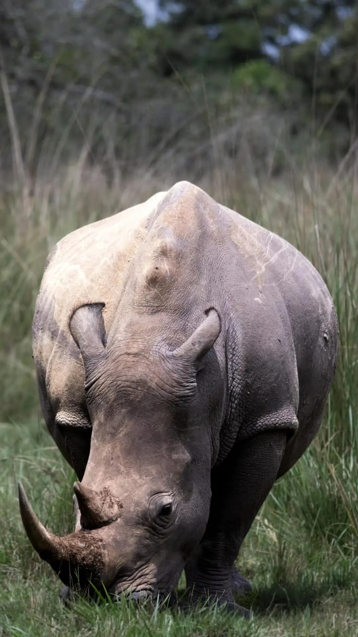 Transfer to Murchison Falls NP via Ziwa Rhino Sanctuary