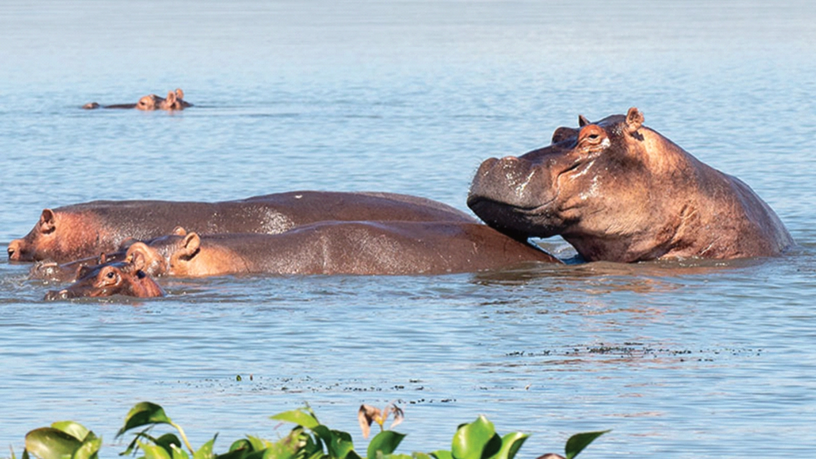 Morning Game Drive & Kazinga Channel Boat Cruise