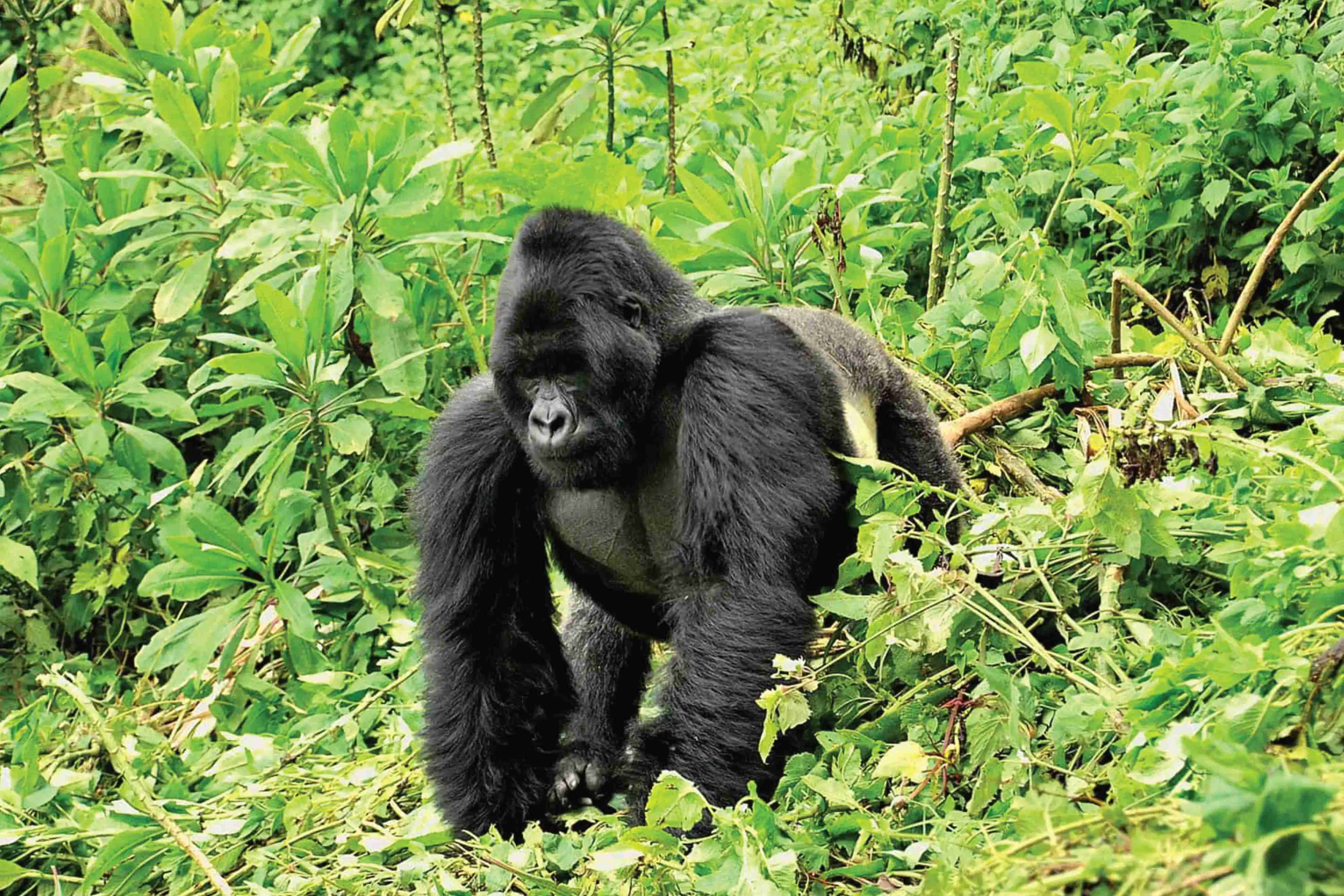 8 Days Uganda – Tanzania Experience