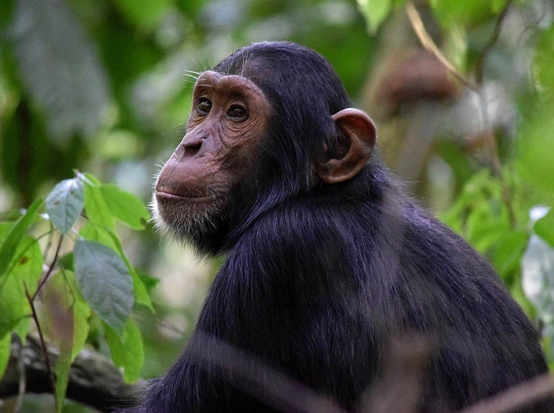 3 Day Kibale Forest Chimpanzee Safari