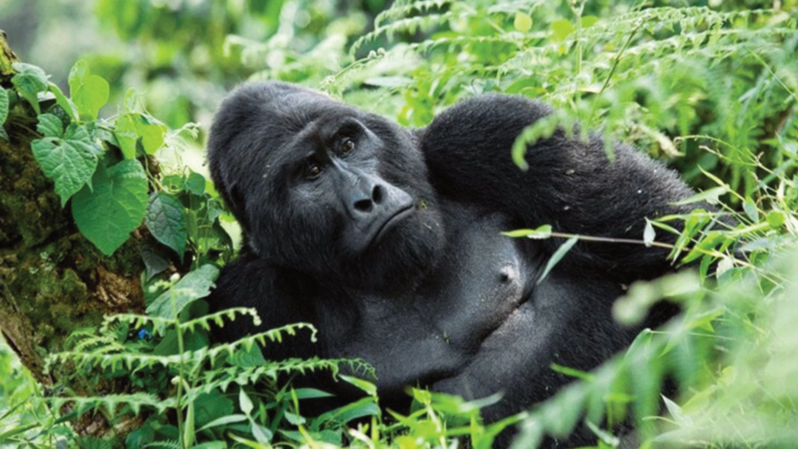 7 Days Murchison Falls, Queen Elizabeth & Gorillas Safari