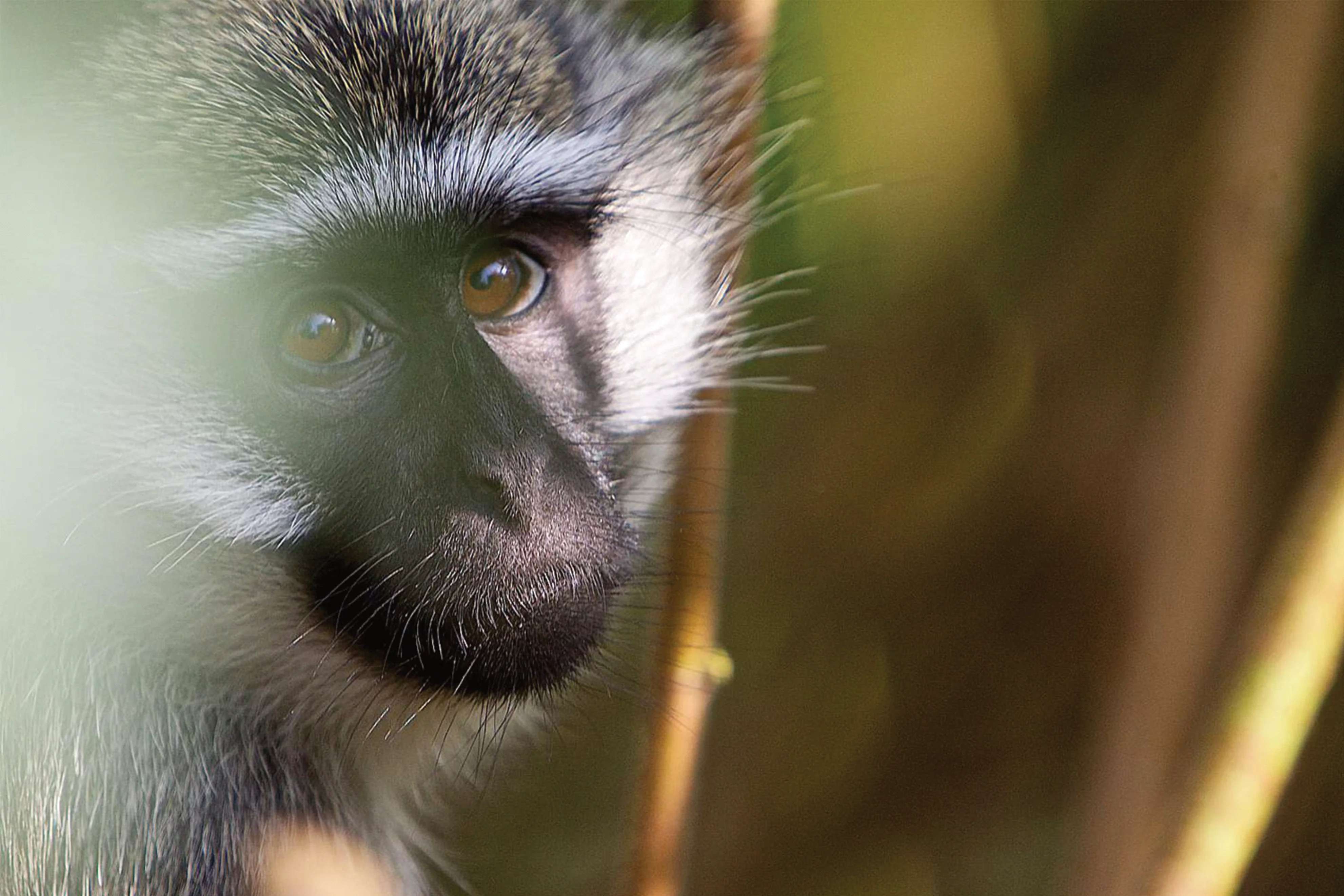 Gorilla Trekking & Batwa Cultural Immersion Bwindi