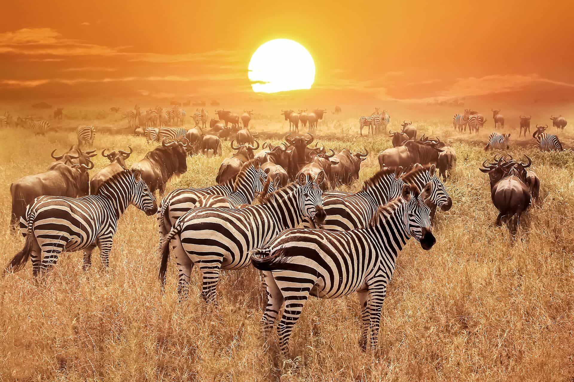 Full Day on the Serengeti Plains
