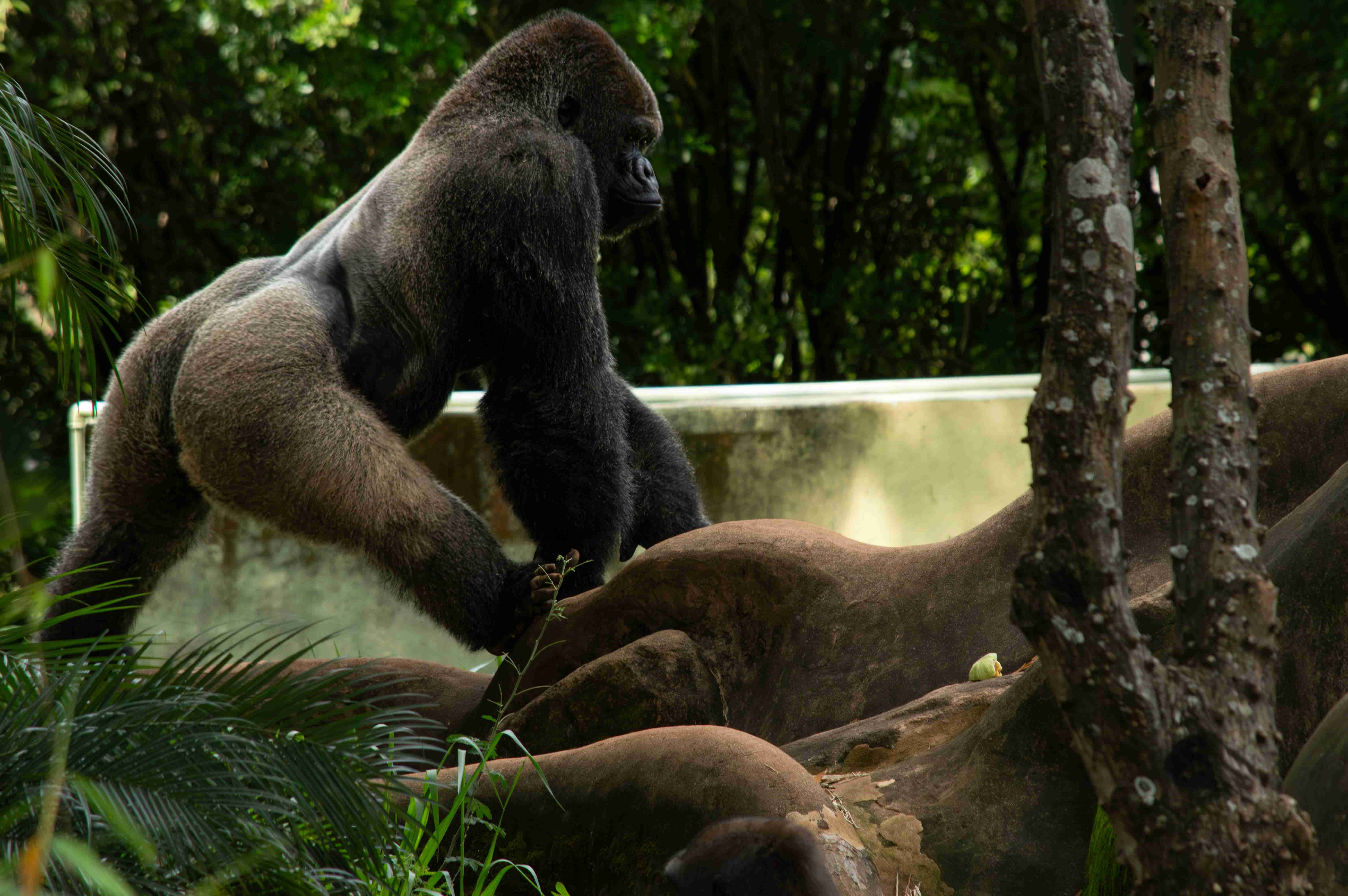 Gorilla Trek & Wildlife Safari