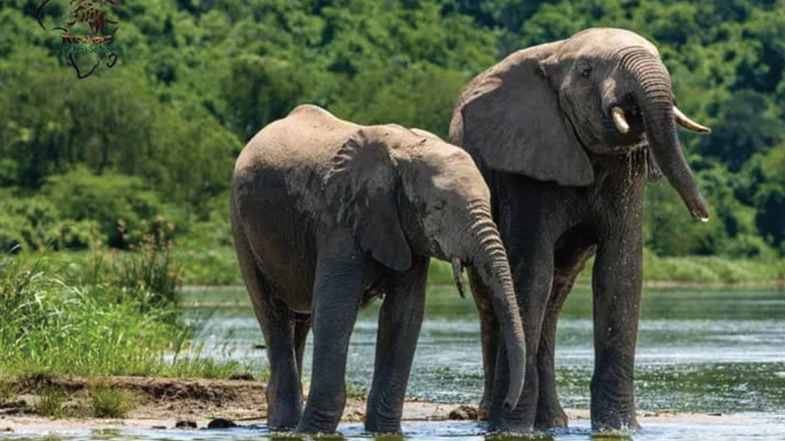 3 Day Murchison Falls Safari