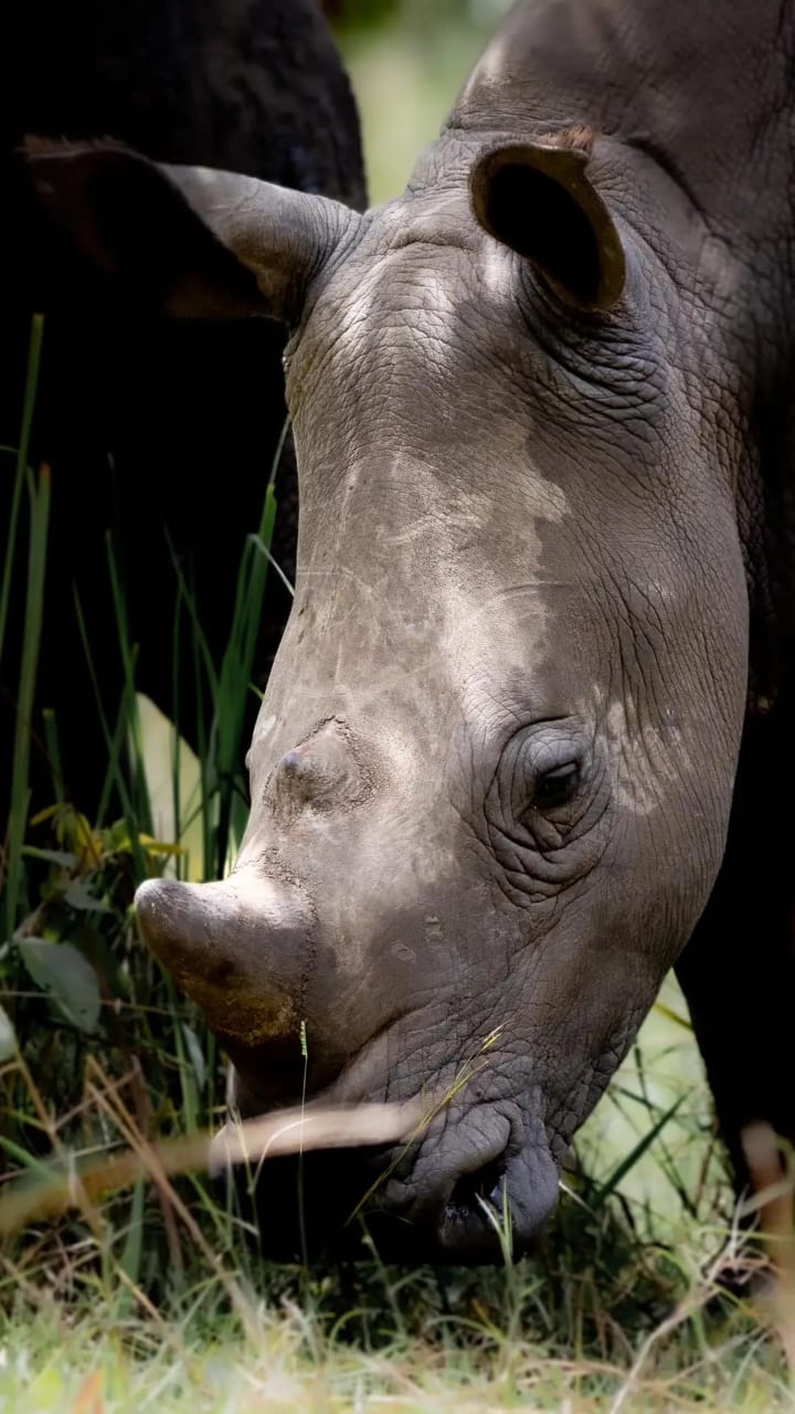 Ziwa Rhino Trekking — White Rhino Day Safari