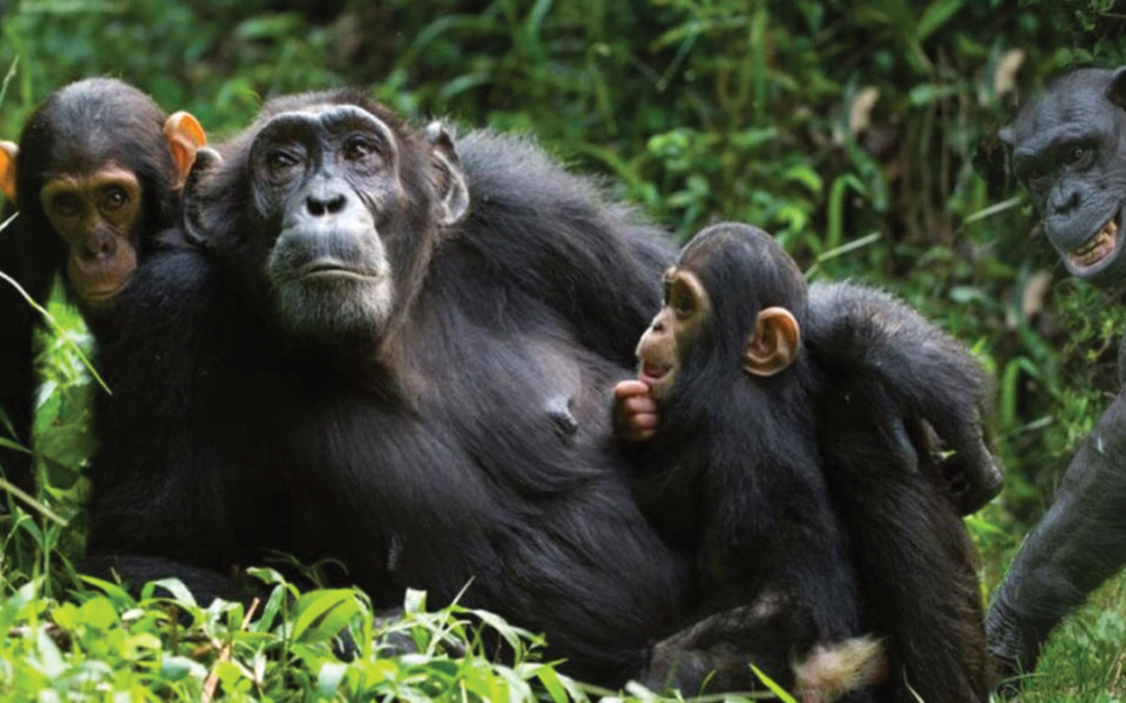 Chimpanzee Tracking in Kibale Forest & Amabere Caves