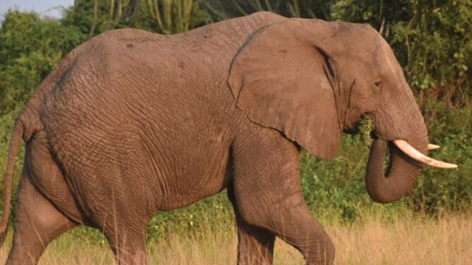 Sunrise Game Drive & Victoria Nile Boat Safari