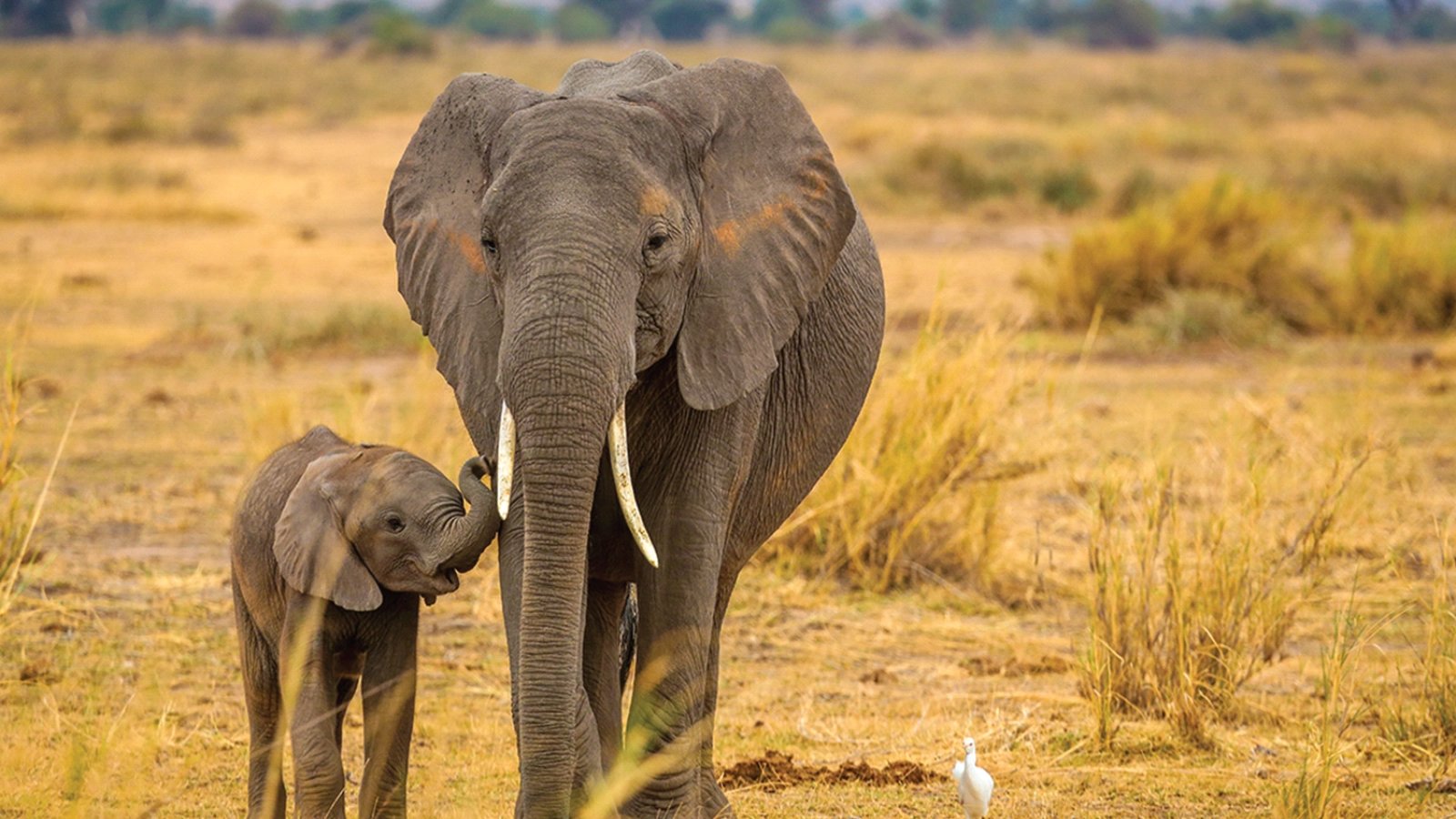 Full Day in the Maasai Mara