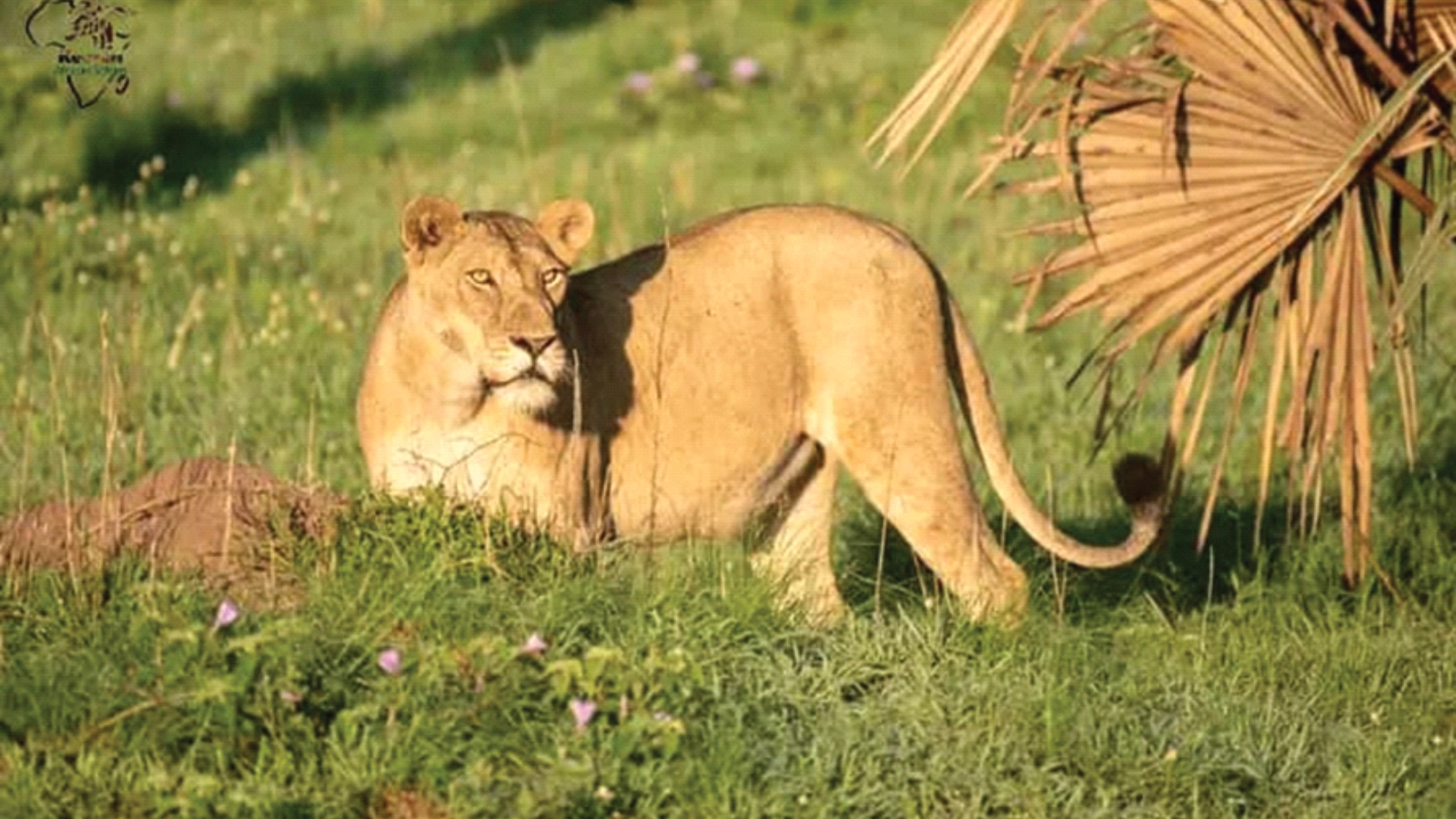 Lion Tracking Game Drive & Kazinga Channel Boat Cruise