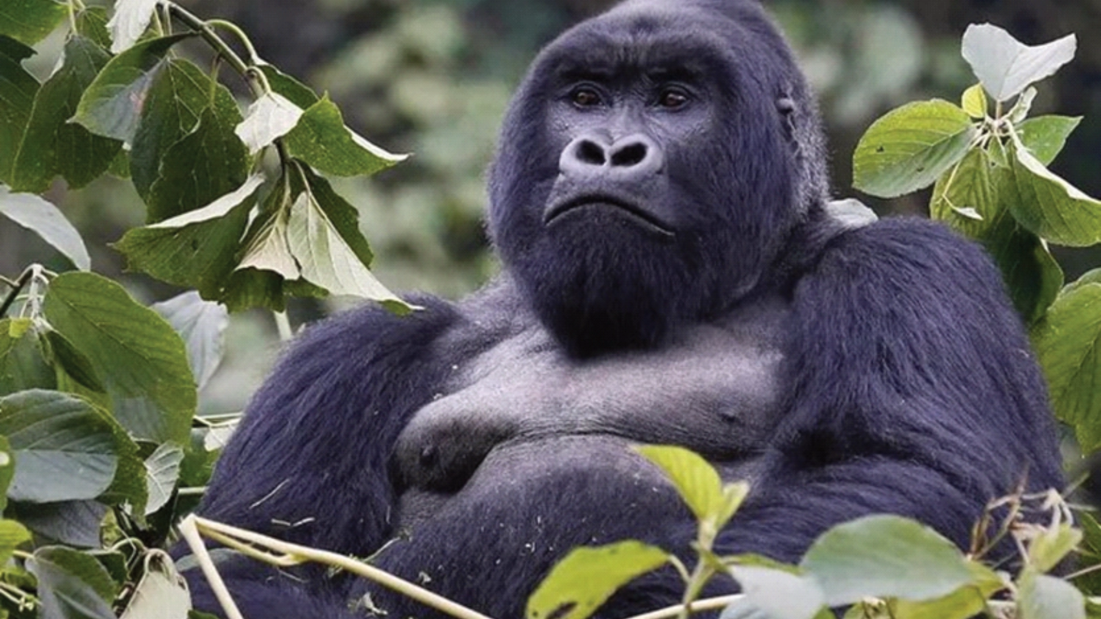 9 Days Uganda Wildlife and Primates Safari