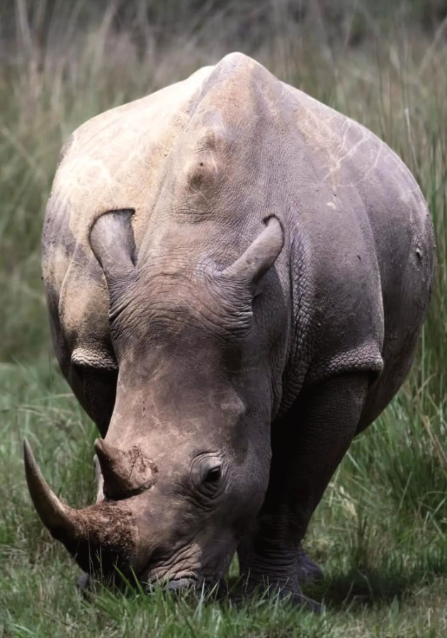 Entebbe / Kampala → Ziwa Rhino Sanctuary → Gulu