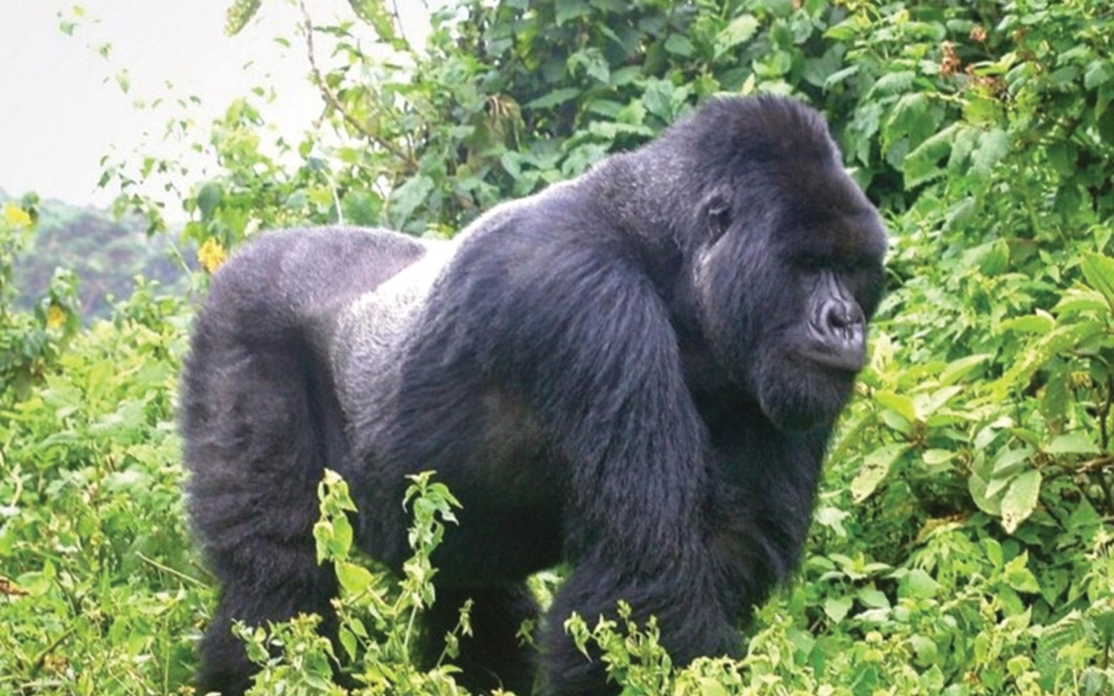 10 Days Mountain Gorillas, Chimps & Uganda Wildlife Safari