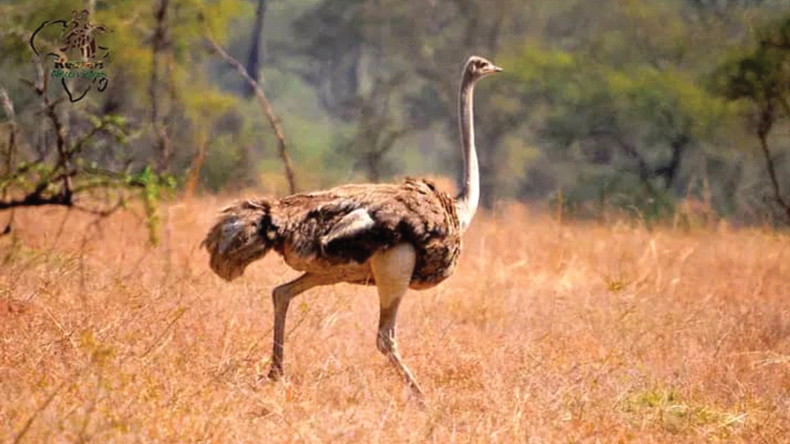 Budongo Forest Birding & Top of Murchison Falls Walk