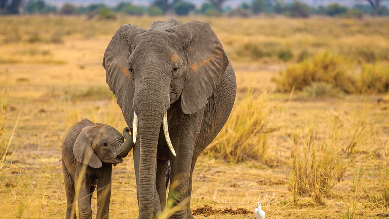 5 Days Big 5 Kidepo Safari