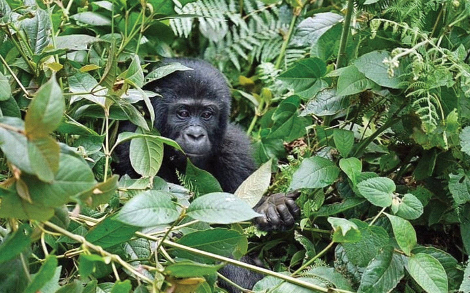 Bigodi Wetland / Chimp Tracking & Transfer to Queen Elizabeth NP