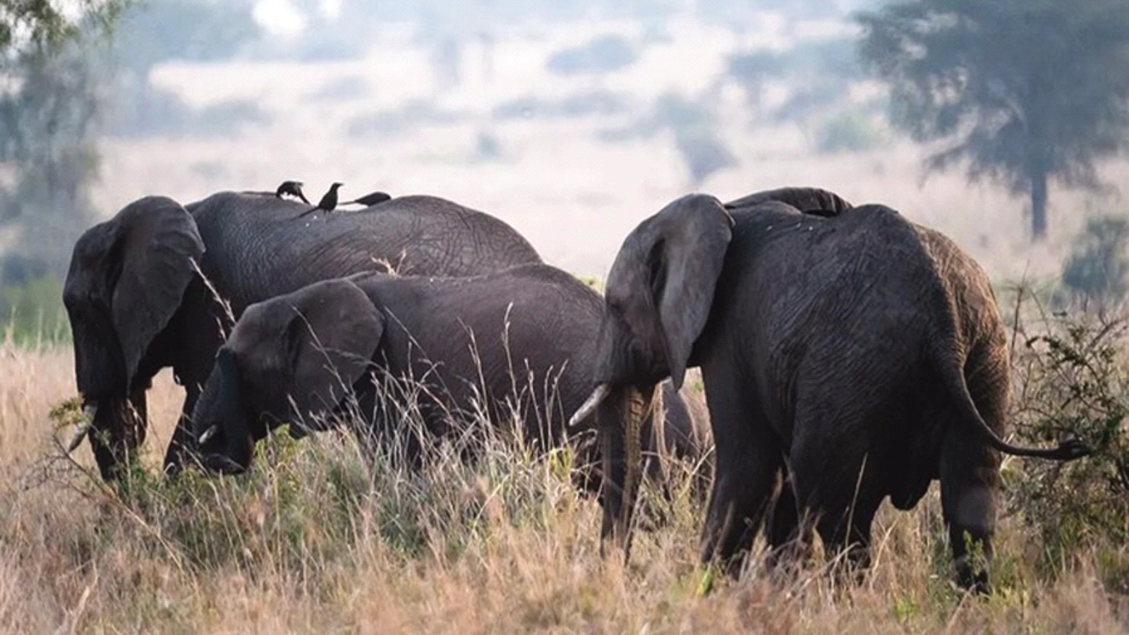 Top of the Falls Walk → Queen Elizabeth National Park — Sunset Game Drive