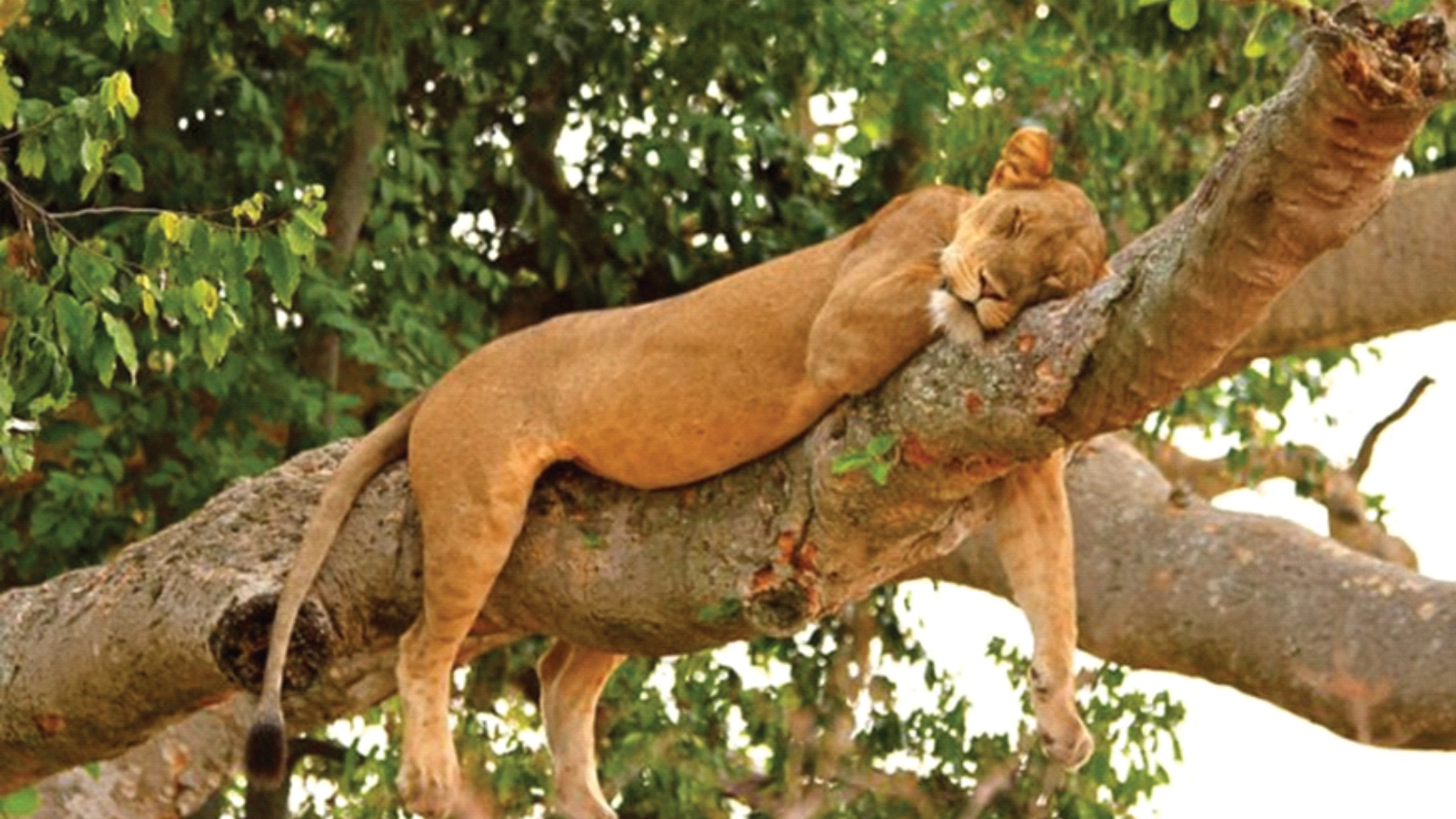 Ishasha Tree-Climbing Lions Game Drive → Bwindi Impenetrable National Park