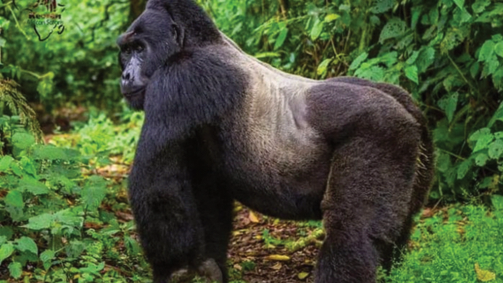 Mountain Gorilla Trekking & Afternoon Birding in Bwindi