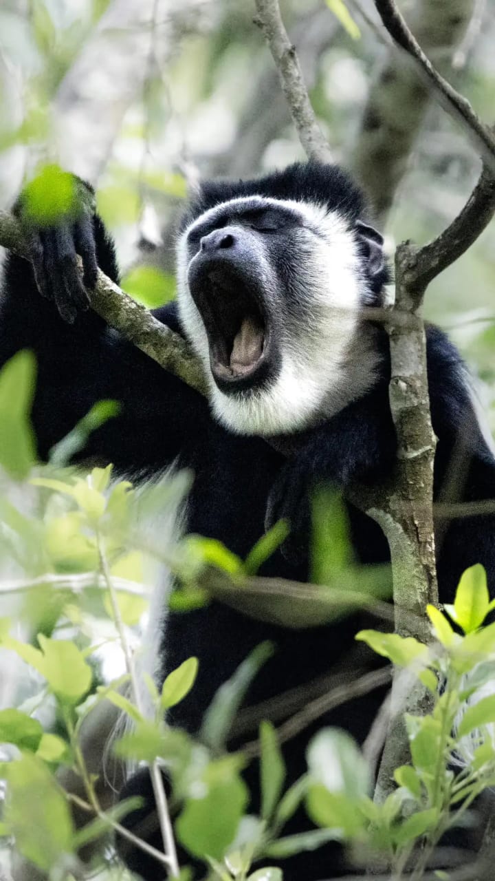 Kyambura Gorge Chimp Trek or Kasenyi Game Drive — Queen Elizabeth NP