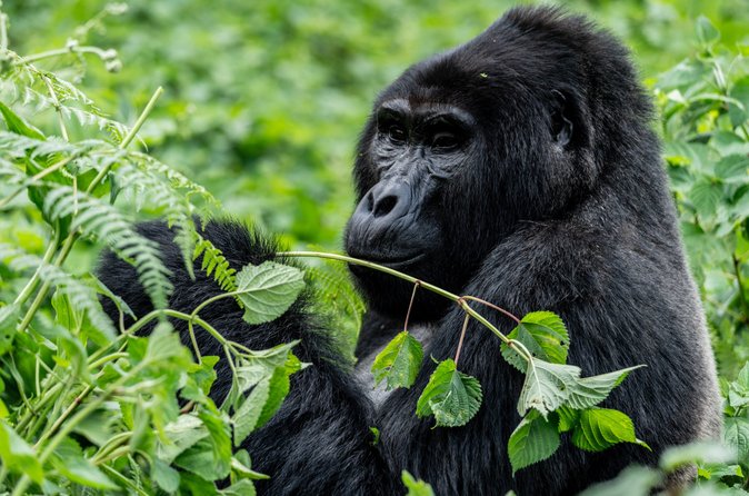 Chimpanzee Trekking at Kibale → Transfer to Queen Elizabeth National Park