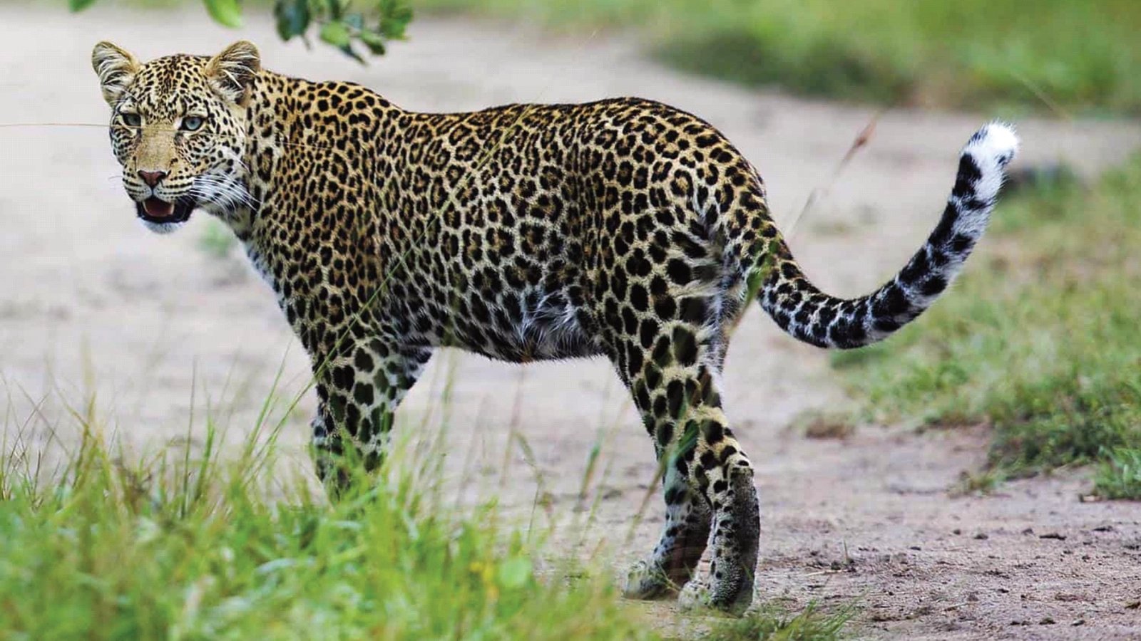 7 Day Kenya Exclusive Safari