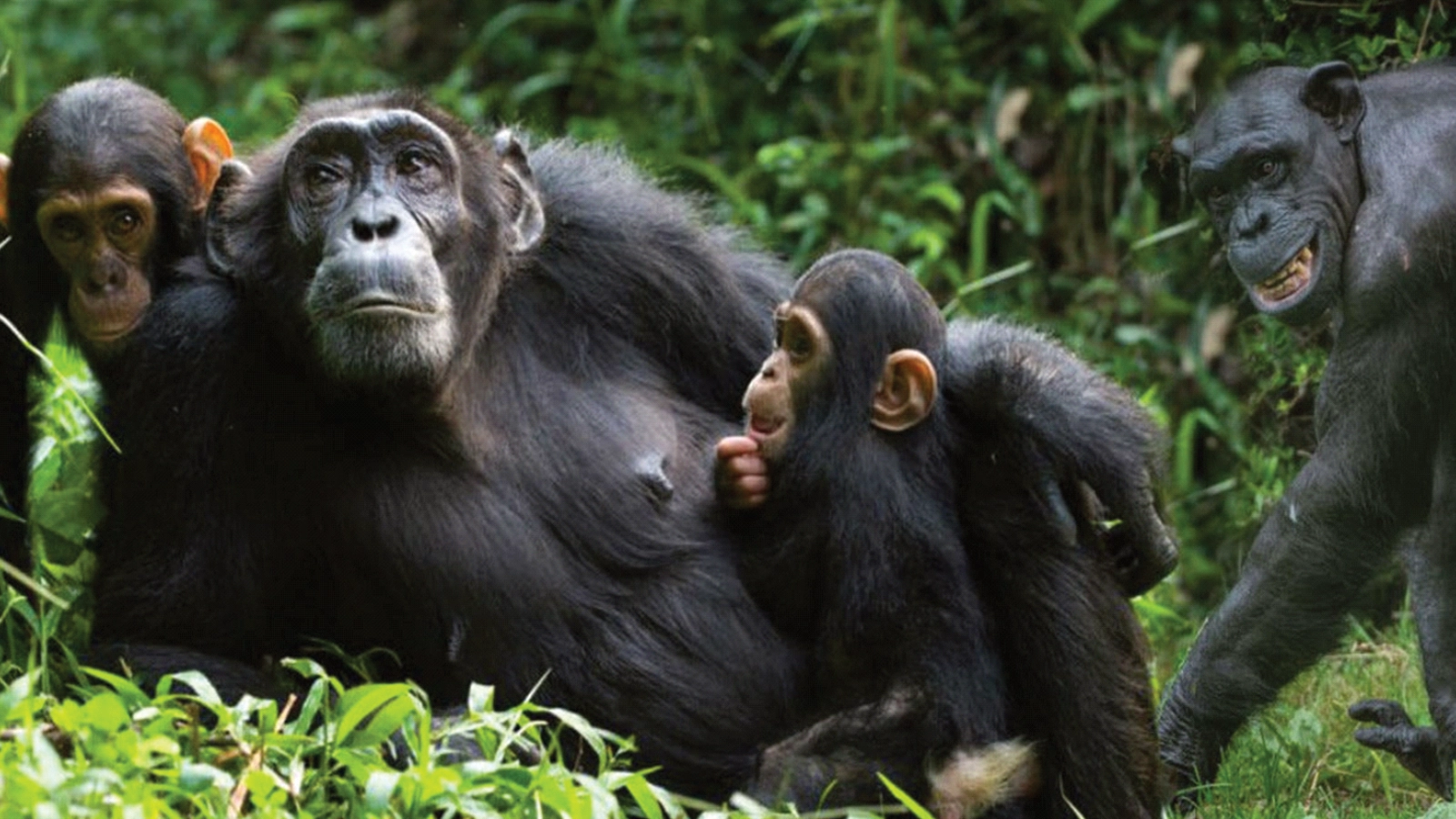 Chimpanzee Trekking & Bigodi Wetland Walk