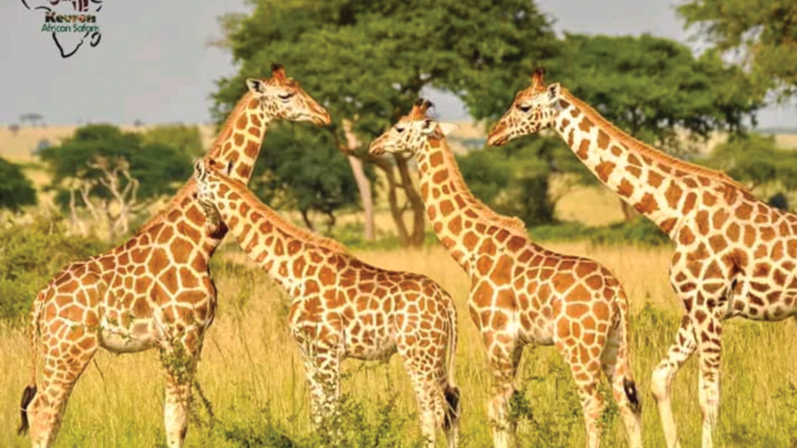 Final Game Drive → Return to Kampala