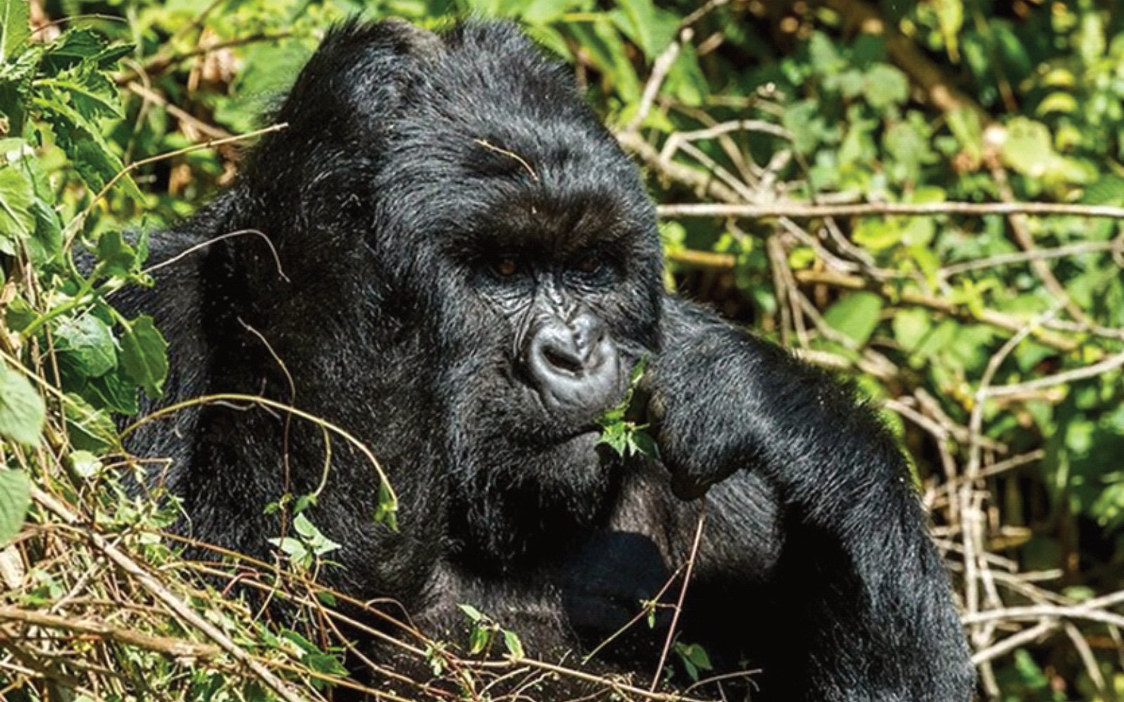 Mountain Gorilla Tracking & Batwa Community Visit — Bwindi