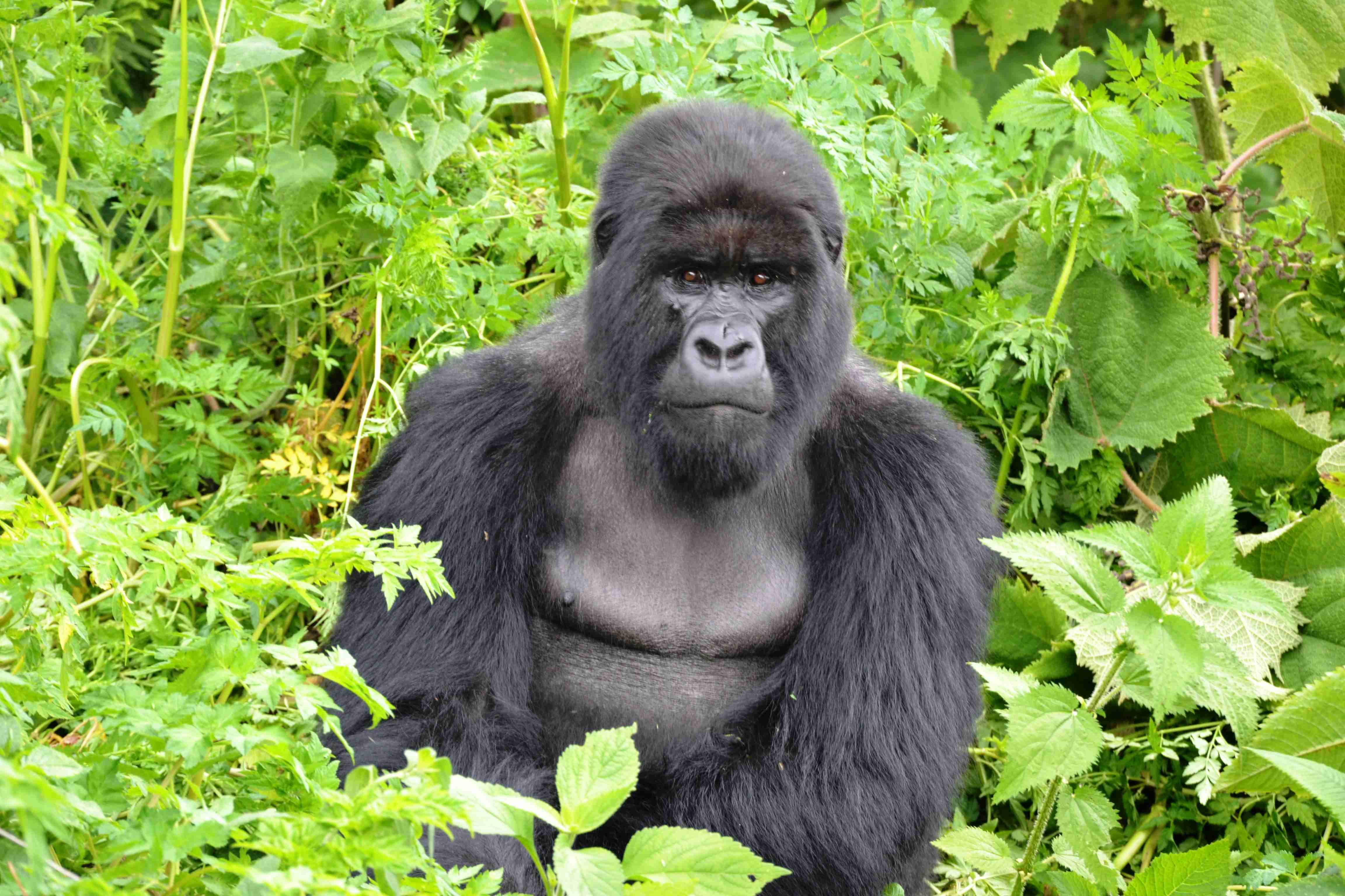 Bwindi Gorilla Trek