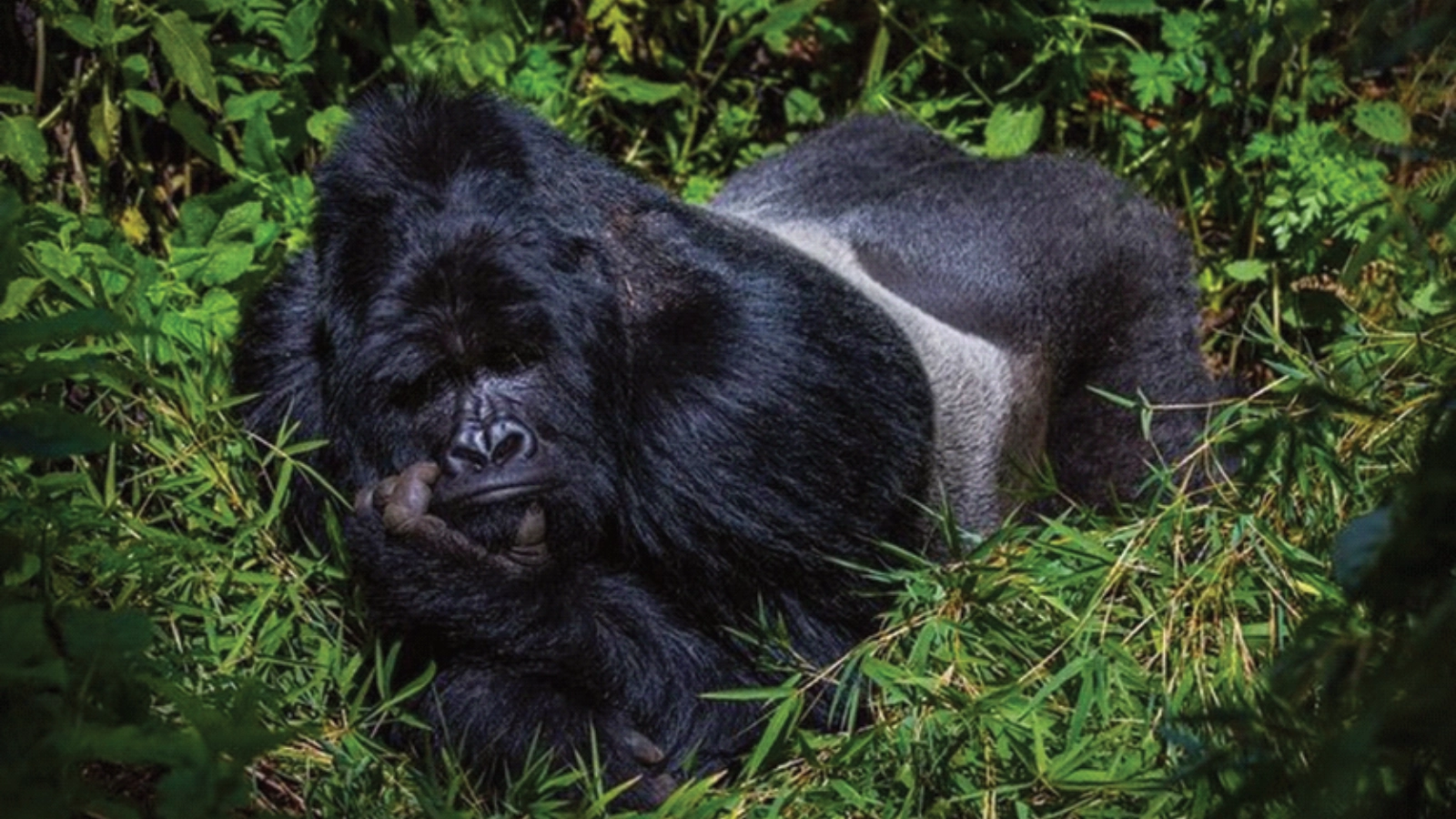 Gorilla Tracking in Bwindi Forest