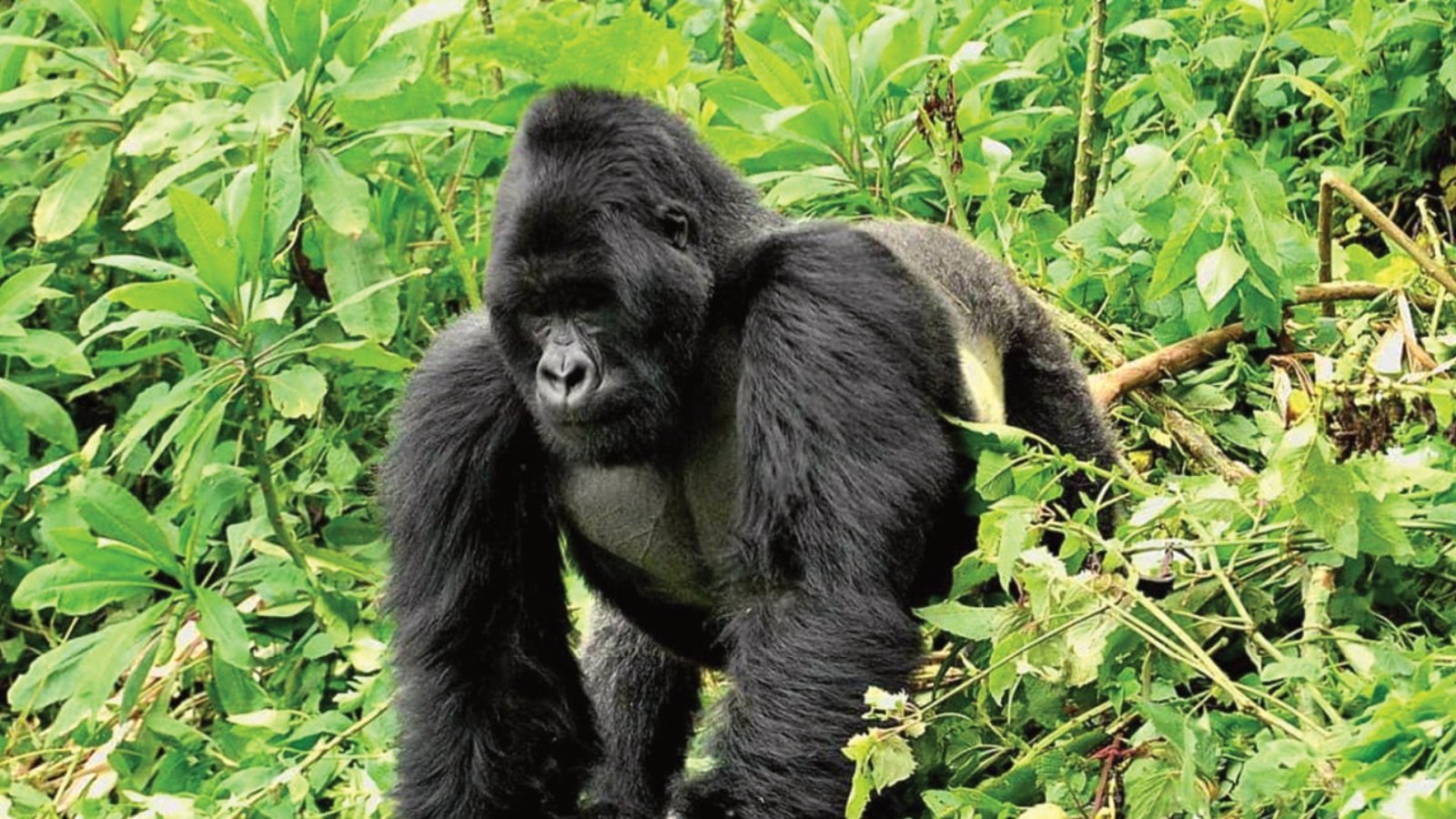 5 Day Gorilla and Wildlife Safari