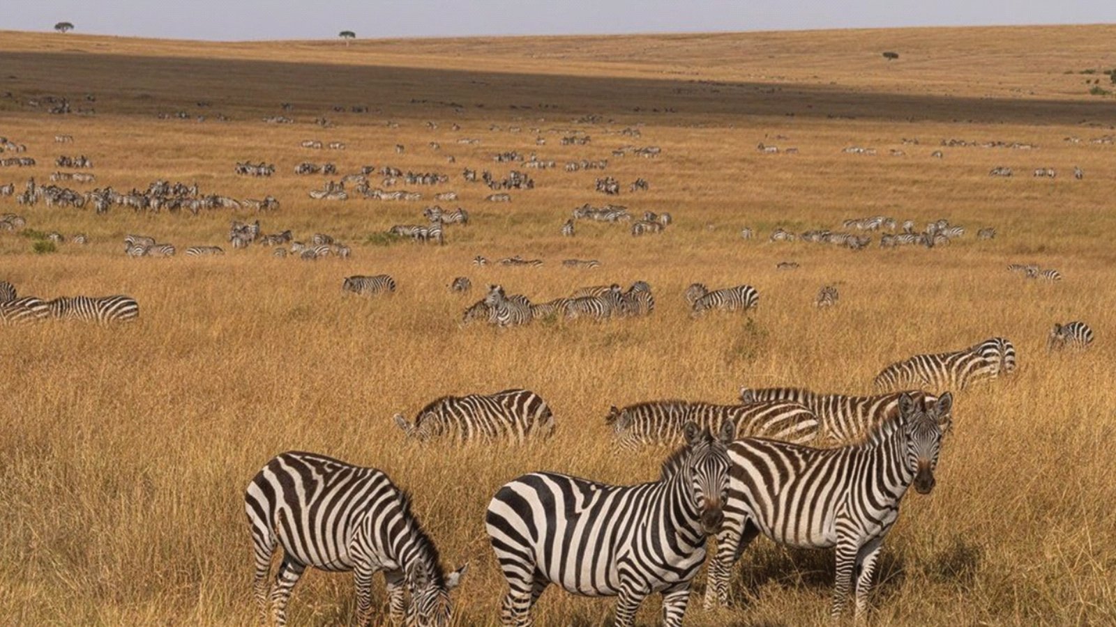3 Day Masai Mara Game Drive