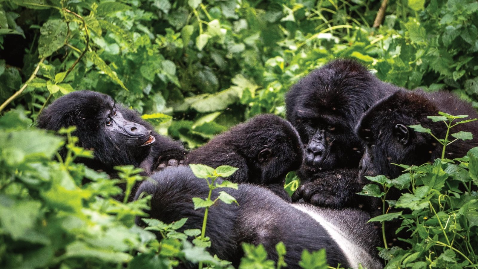 3 Days Bwindi Gorilla Tour