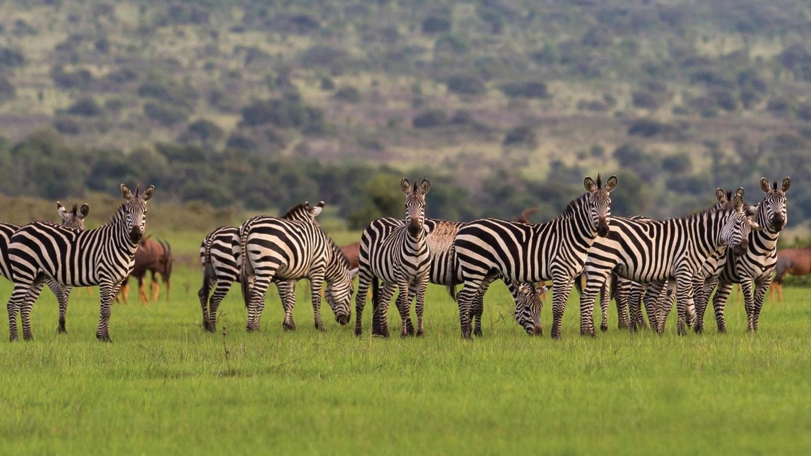 3 Day Rwanda Wildlife Safari — Akagera National Park