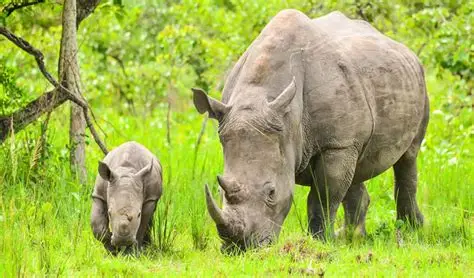 Transfer to Gulu via Ziwa Rhino Sanctuary